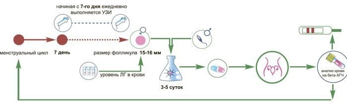 Preparation for cryo-transfer of embryos in the natural cycle