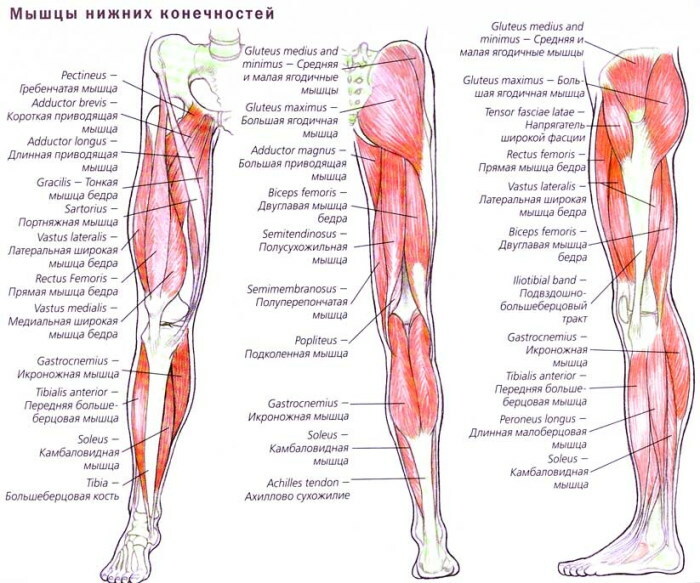 Človeške mišice nog. Fotografije z opisom, anatomijo, podroben diagram fleksorjev in ekstenzorjev