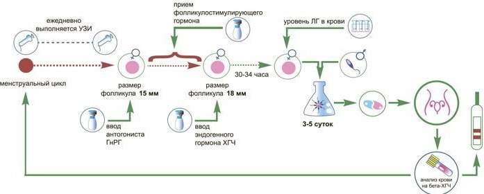 Preparation for cryo-transfer of embryos in the natural cycle