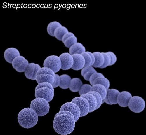 Streptococci (streptococcus spp) in a smear in women. Treatment, norm