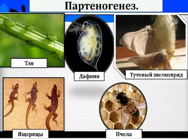 Parthenogenesis is asexual reproduction. Types, examples