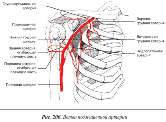 Arterias del miembro superior. Anatomía, diagrama, tabla, topografía