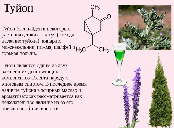 Homeopatide Mazı. Kullanım endikasyonları, incelemeler