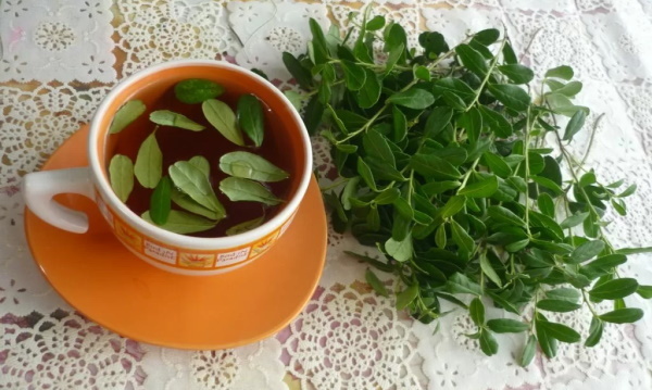 Treatment of the kidneys with folk remedies. The most effective remedies