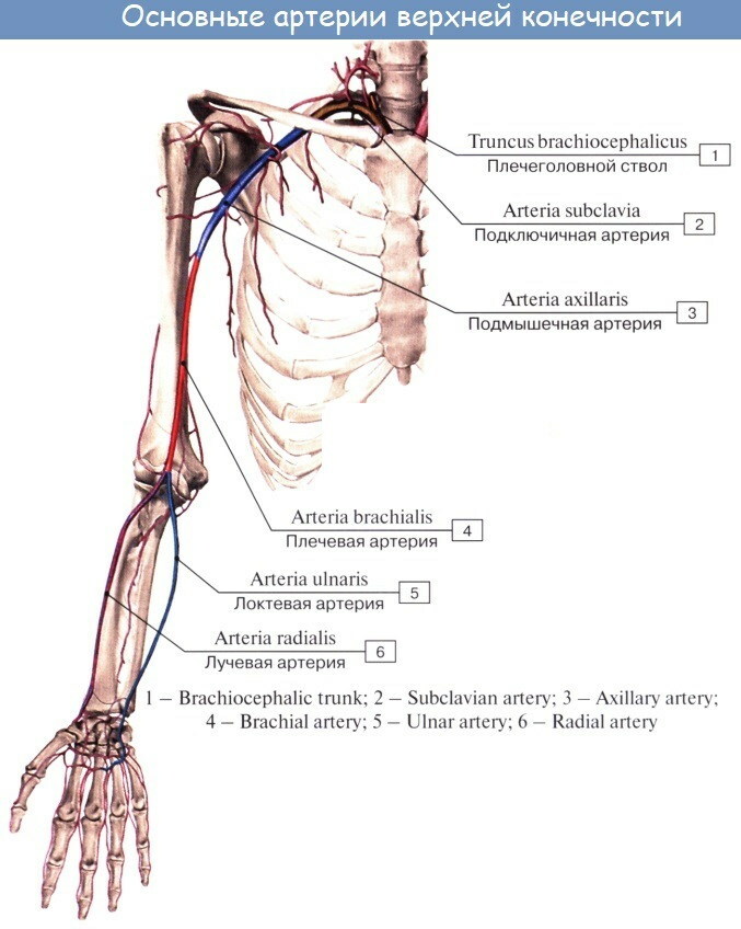 Arterien der oberen Extremität. Anatomie, Diagramm, Tabelle, Topographie