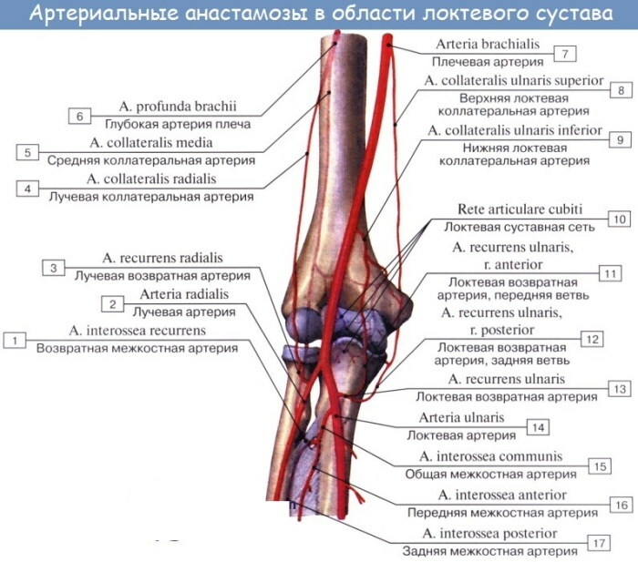 Artères du membre supérieur. Anatomie, diagramme, table, topographie