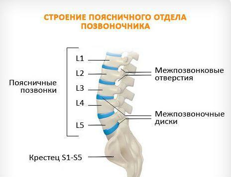 Structure of the lumbosacral spine