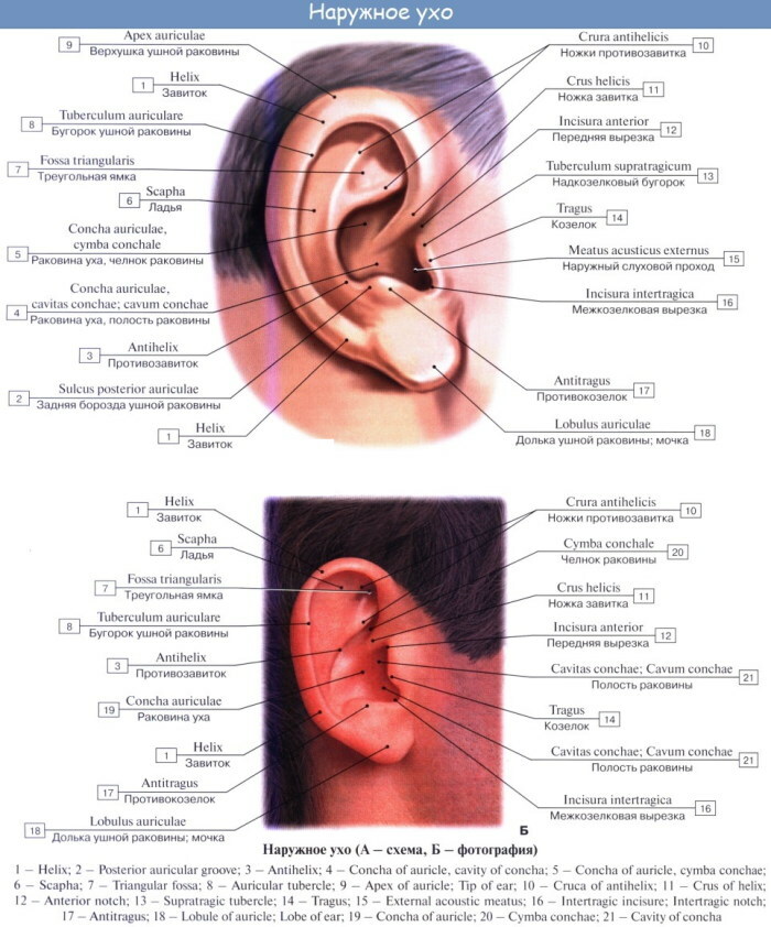 Oído interno. ¿De qué se llena la cavidad, estructura, anatomía, funciones?