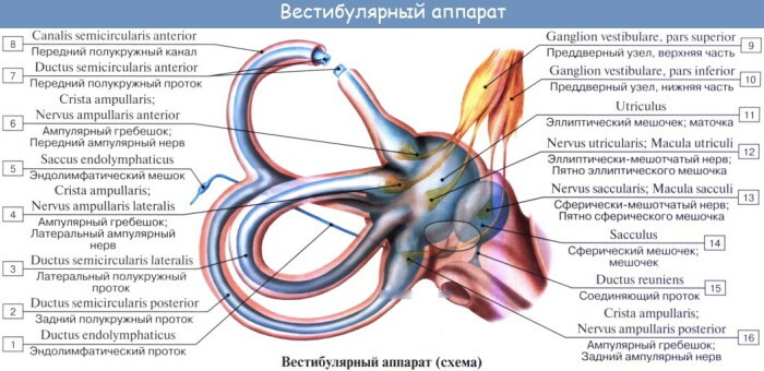 Urechea internă. Cu ce ​​este umplută cavitatea, structură, anatomie, funcții