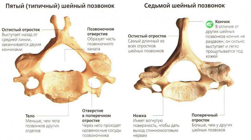 Servikal vertebra - şema, anatomi