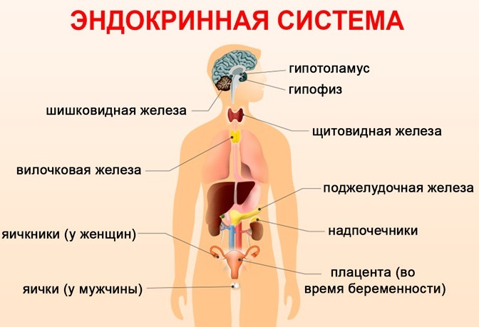 Endocrinologist. What checks, what kind of doctor, what does he does, what heals in adults, children