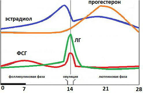 Rata hormonului luteinizant (LH) la femei în funcție de vârstă