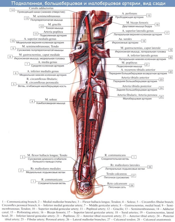 Tepny horní končetiny. Anatomie, diagram, tabulka, topografie