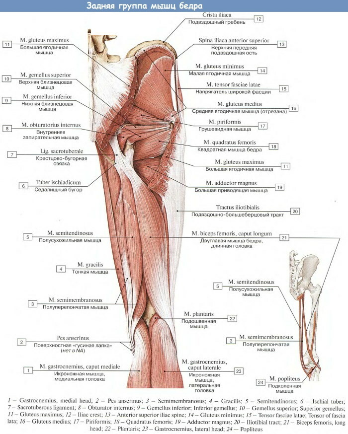 Lidské svaly nohou. Foto s popisem, anatomií, schématem