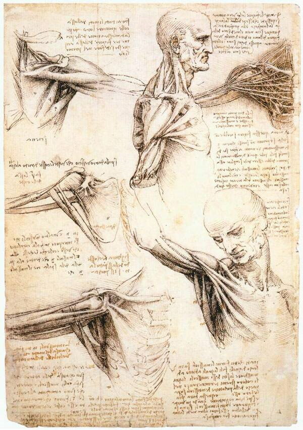 Da Vincis ideelle mann Vitruvian mann. Mening og det gylne snitt