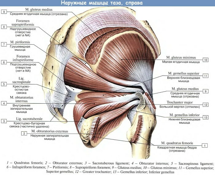 Músculos de las piernas humanas. Foto con descripción, anatomía, diagrama.