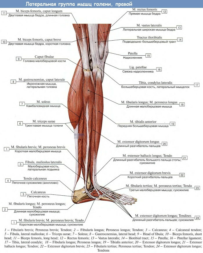 Músculos de las piernas humanas. Foto con descripción, anatomía, diagrama.