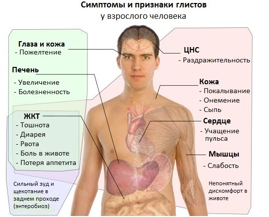 Enterobiasis hos voksne. Symptomer og behandling, medicin