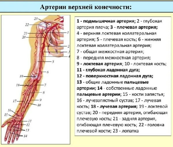 Tętnice kończyny górnej. Anatomia, schemat, tabela, topografia