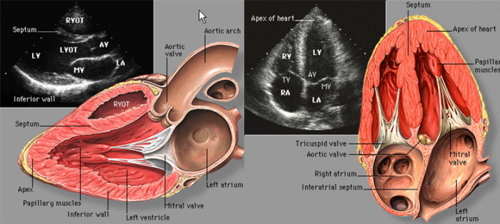 Yetişkinlerde kalbin ekokardiyografisi. Kod çözme, norm, tablo