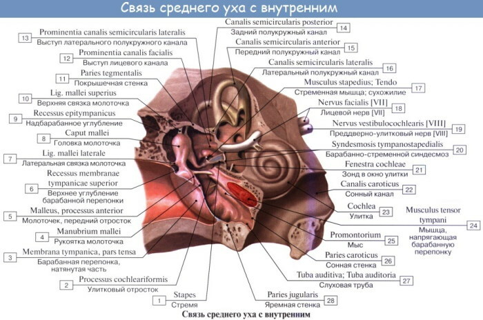 Vnitřní ucho. Čím je dutina vyplněna, struktura, anatomie, funkce