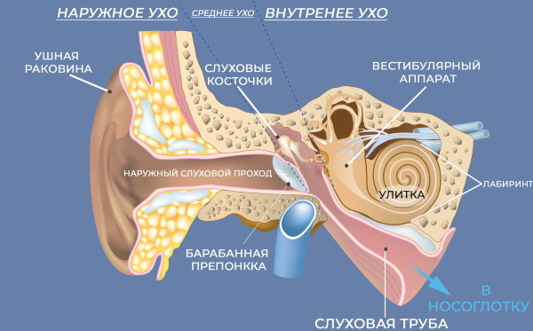 Auricule. Anatomie, structure de l'oreille moyenne, externe, interne, fonctions