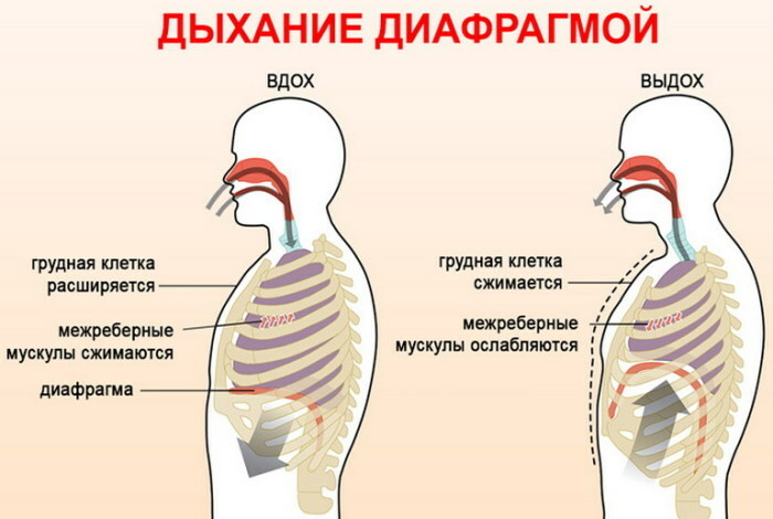 Typ dýchania u žien je normálny, u mužov. Rozdiel hrudník, brucho