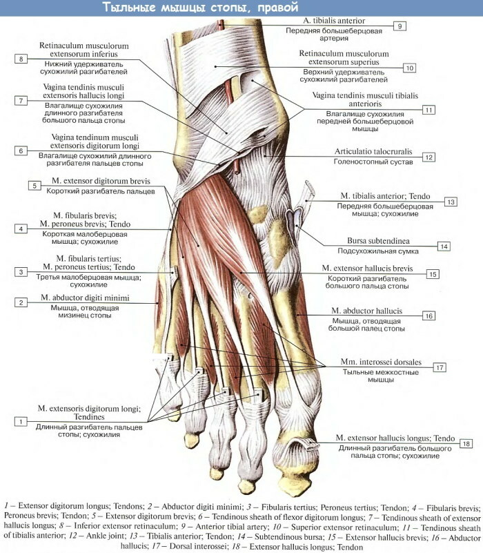 Emberi lábizmok. Fénykép leírással, anatómiával, diagrammal
