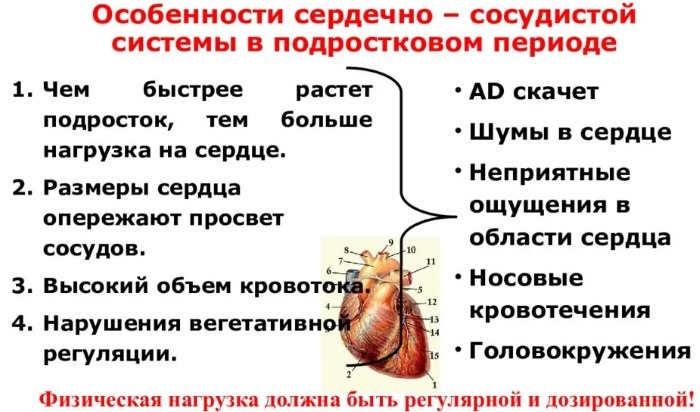 AFO CCC en niños. Características anatómicas y fisiológicas del sistema cardiovascular en niños.