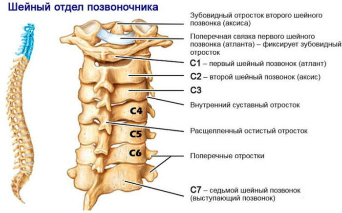 Yedinci servikal vertebra. Nerede bulunur, fotoğraf, anatomi, yapı