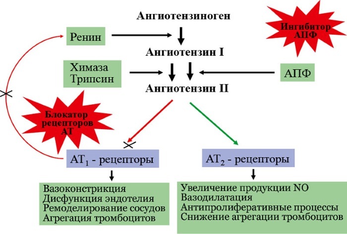 Angiotensiini 2 (II) -reseptorin antagonistit. Luettelo lääkkeistä, toimintamekanismi, luokitus, käyttöaiheet, vasta -aiheet