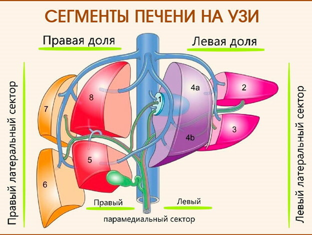 Leversegmenter på ultralyd, CT, MR -sektioner. Skema, foto