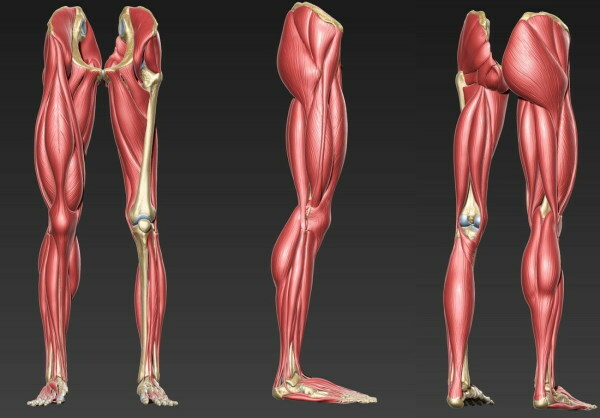 Ľudské svaly nôh. Fotografia s popisom, anatómia, schéma