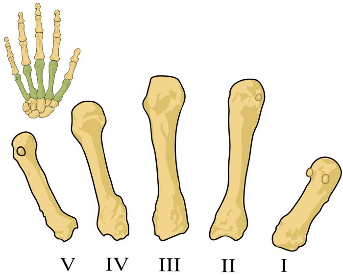 İnsan eli anatomisi: tendonlar ve bağlar, kaslar, sinirler isimlerle resimlerde