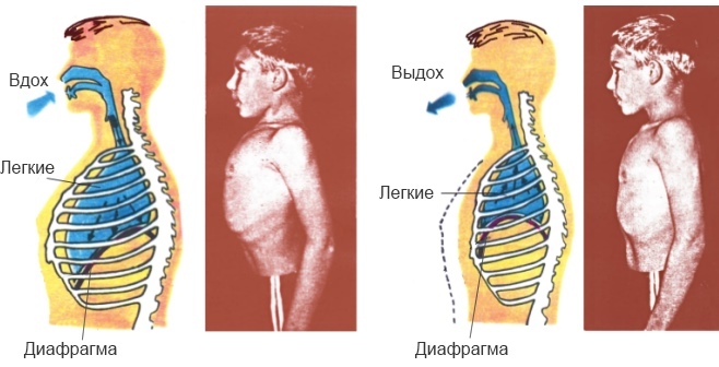 İnsan vücudunda diyafram. Anatomide nedir, uzayın foto-röntgeni, nerede, işlevler