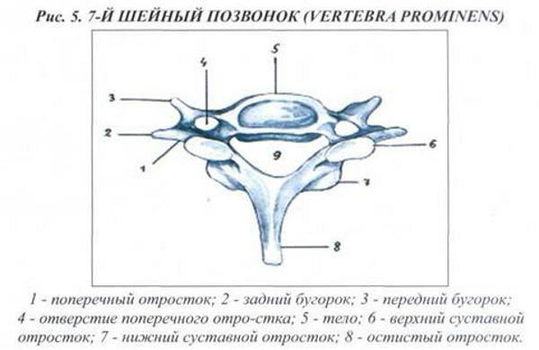 Yedinci servikal vertebra. nerede, fotoğraf, anatomi