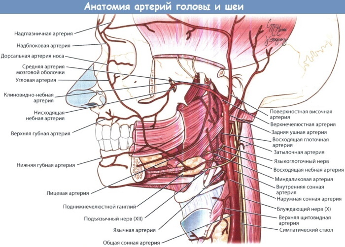 Pään ja kaulan valtimot. Anatomia, kaavio ja kuvaus