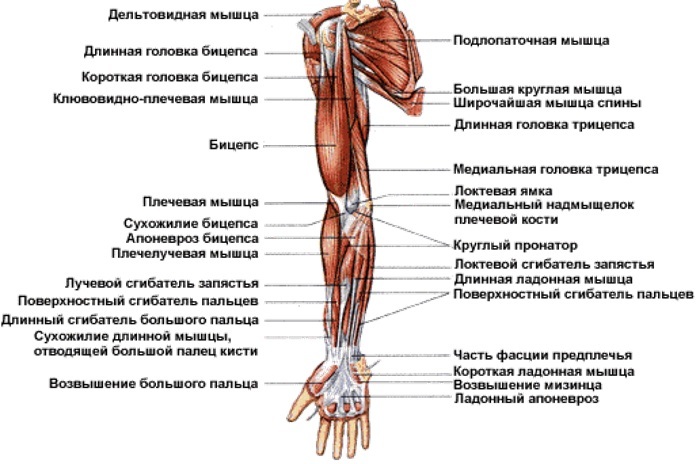Sistemul musculo-scheletic uman. Funcțiile sistemului