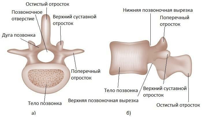 Vertebra lombară - schematică