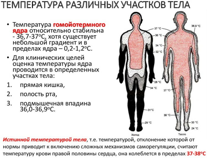Normen for kropstemperatur hos en voksen. Aldersbord