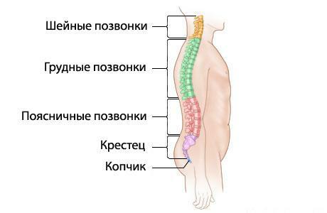 Bir kişinin omurgası bir şemadır