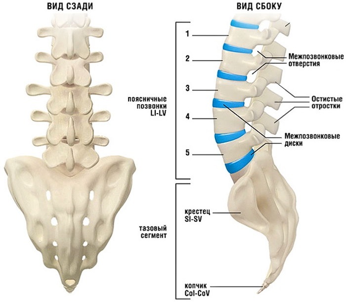 Numerotarea vertebrelor din coloana vertebrală umană: câte, schemă, număr, locație