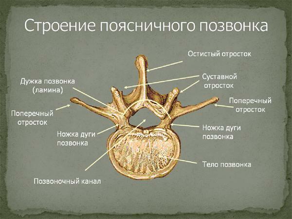 Estructura de la vértebra lumbar