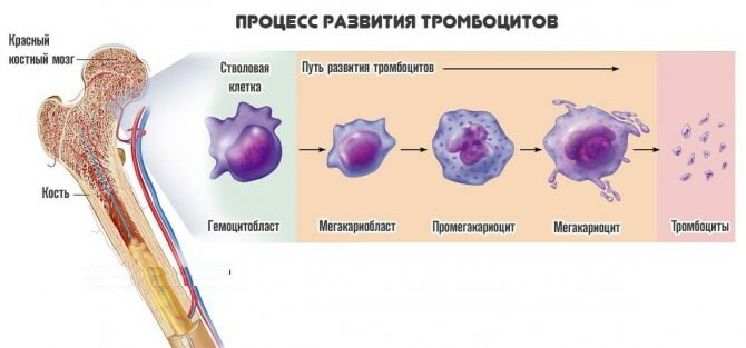 Den relativa bredden på fördelningen av trombocyter i volym ökar