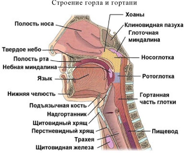 Nasofaringe. Structură, fotografie în secțiune, funcții, anatomie