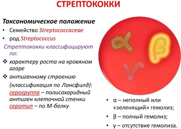 Estreptococos (streptococcus spp) en un frotis en mujeres. Tratamiento, norma, grado