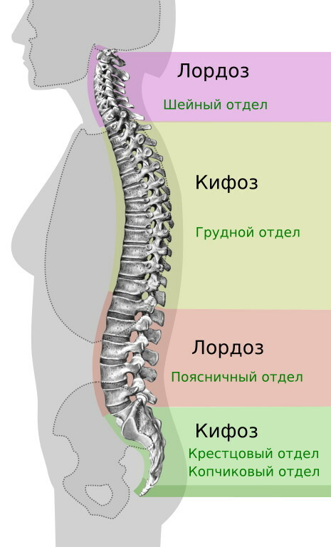 A gerinc lordózisa és kifózisa. Mi ez, fotó, kezelés, gyakorlatok