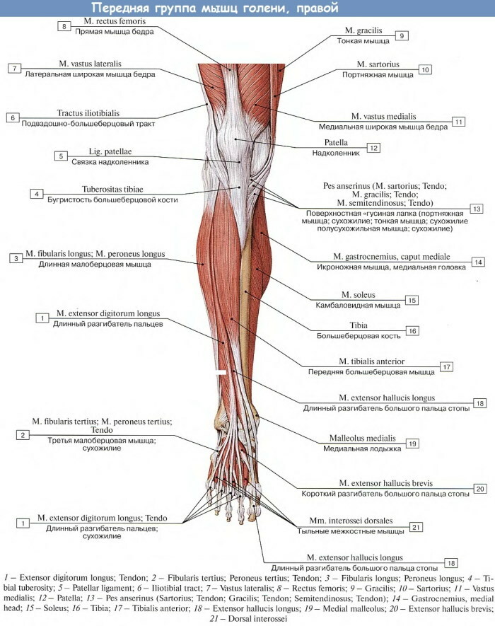 Mięśnie nóg człowieka. Zdjęcie z opisem, anatomią, schematem