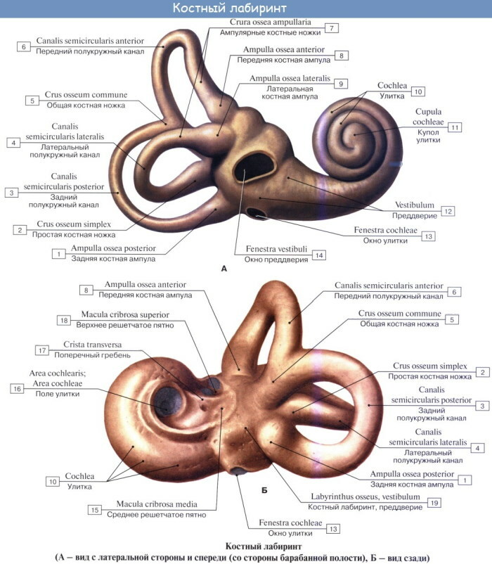 Oído interno. ¿De qué se llena la cavidad, estructura, anatomía, funciones?
