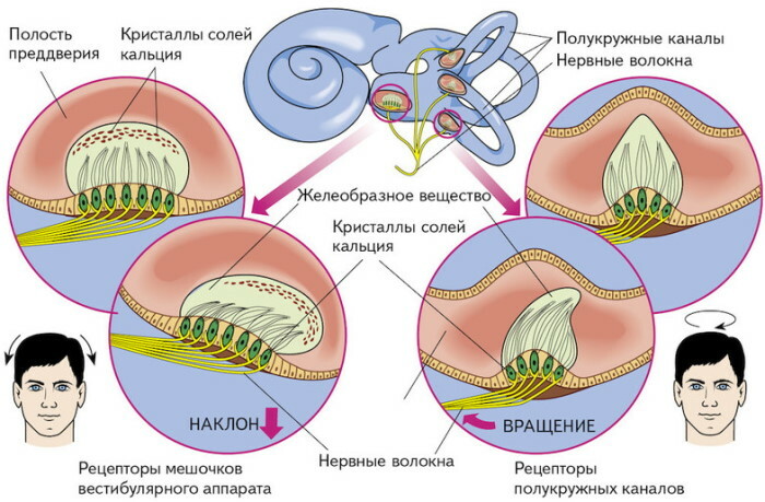 Urechea internă. Cu ce ​​este umplută cavitatea, structură, anatomie, funcții